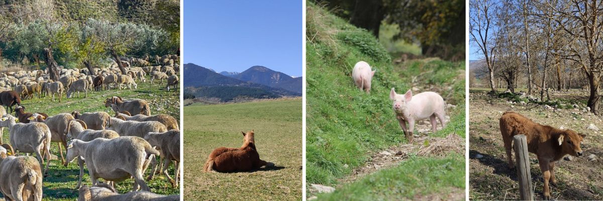 Fisiología y sanidad animal